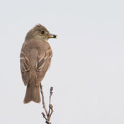 Greater Pewee